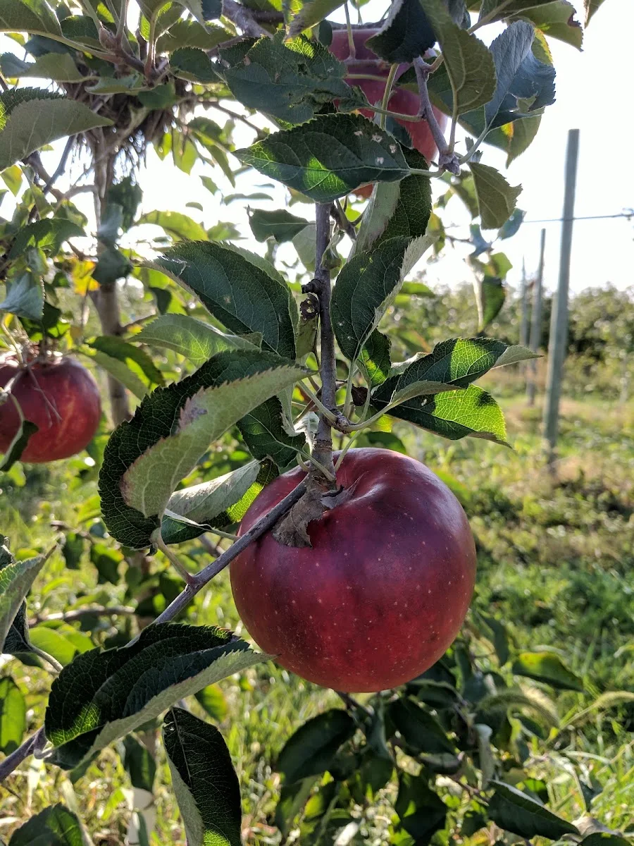 Apple Hill Orchards in Fredericktown, OH