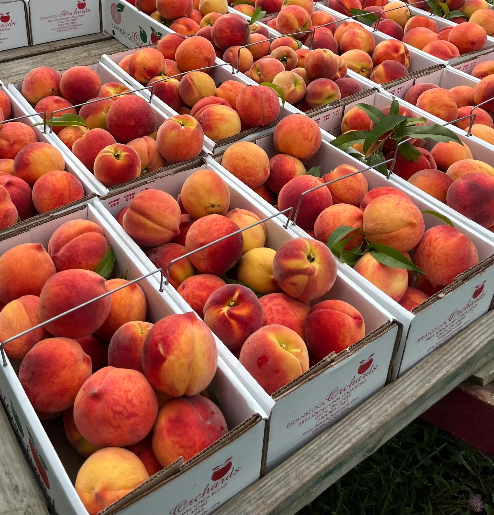 Branstool Orchards in Utica, OH