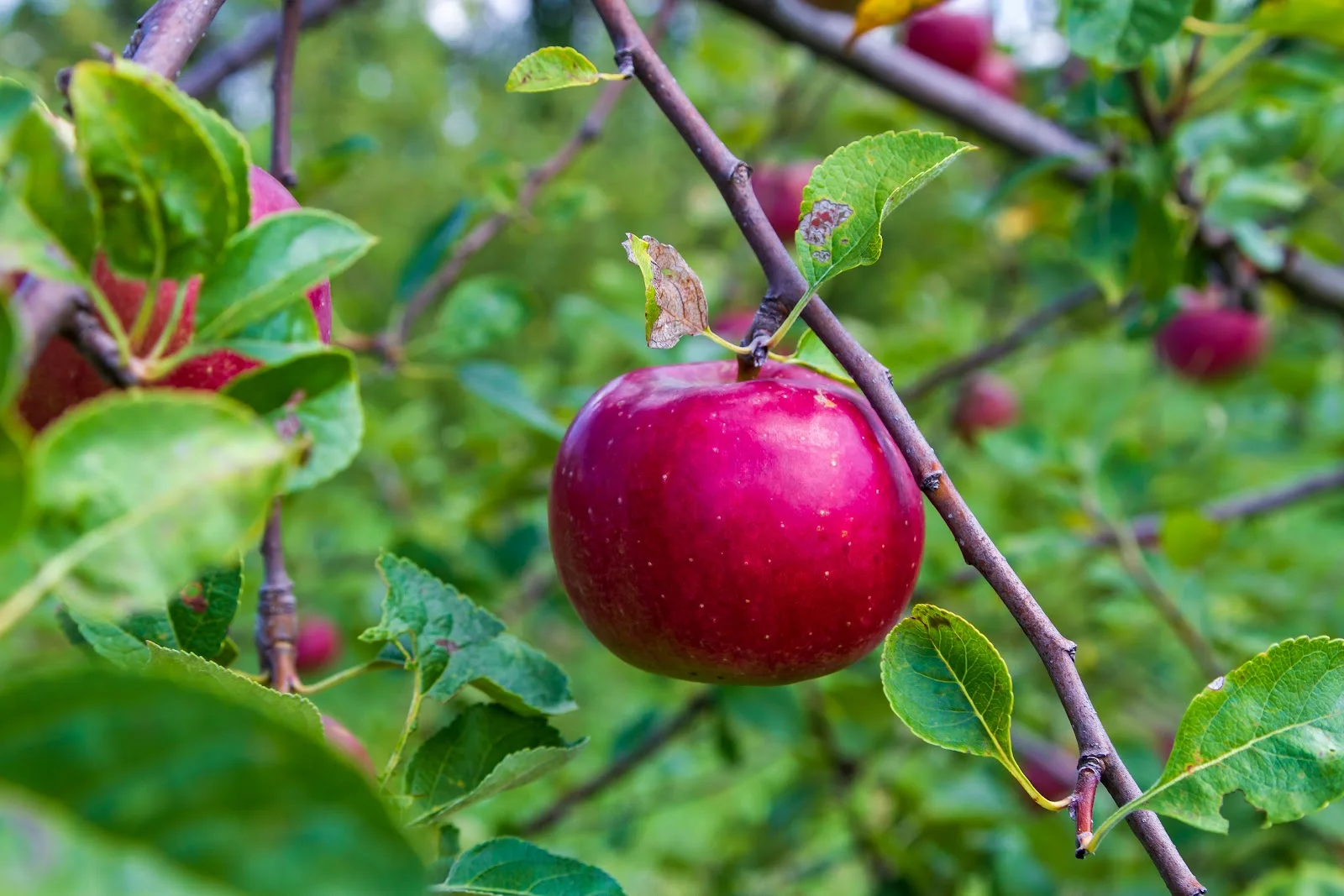 Charlie's Apples in Newark, OH