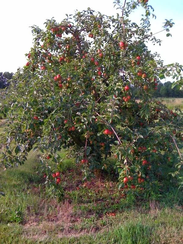 CherryHawk Farm in Marysville, OH