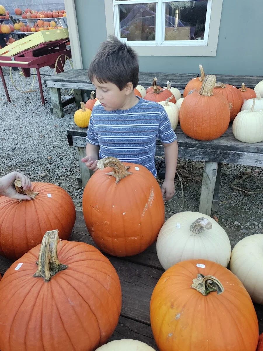 Neeley's Pumpkins & Gourds in Lancaster, OH